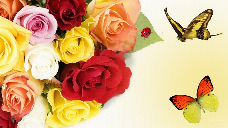 butterfly, 1080P, butterflies, colored, spring, firefox persona, roses, colors, summer, romance, 3d and abstra