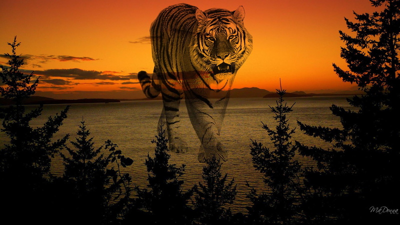 sunset, 3d and abstract, widescreen, island, water, trees, 1080P, firefox persona, fantasy, tiger, ghost