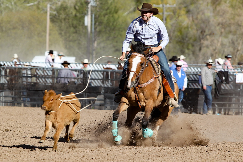 domestic animals, horse, outdoors, animal wildlife, horses, pets, co, vertebrate, woman, nature, 2K, one animal, livestock, mammal, real people, dust