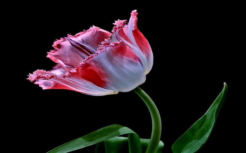 sweet, romances, loving, caring, 1080P, warm, tulip, gorgeous, moonlight, 3d and abstract