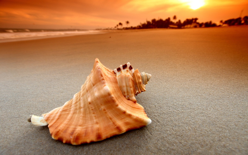 sand, seashells, sunset, nature, beach, sea, waves, 2K
