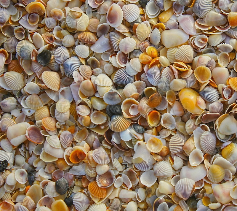 720P, shell, full frame, choice, animal themes, animal, outdoors, no people, pattern, nature, variation, large group of objects, high angle view, backgrounds