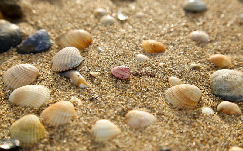 animal, close-up, shell, seashells, outdoors, sunlight, beach, land, animals in the wild, marine, animal wildlife, 1080P, invertebrate, selective focus