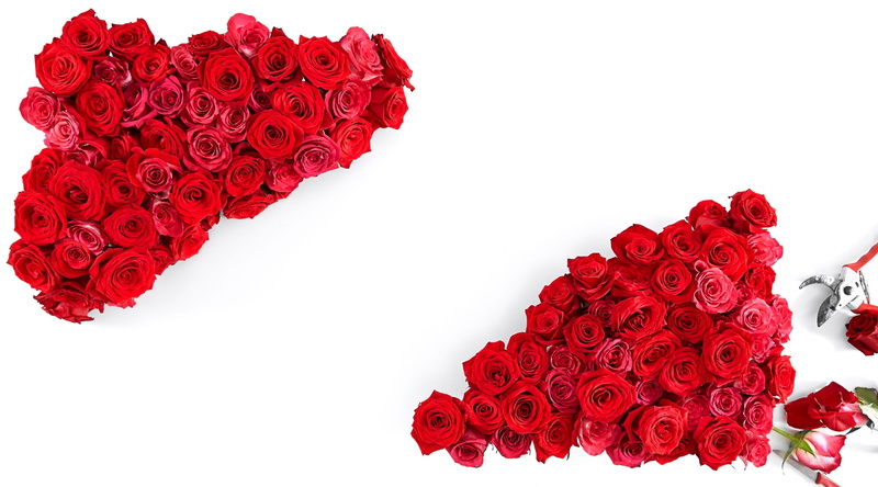 Love, positive emotion, flower head, Romantic, Roses, Flowers, emotion, Beautiful, Present, indoors, bouquet, plant, White, cut out, flower arrangement