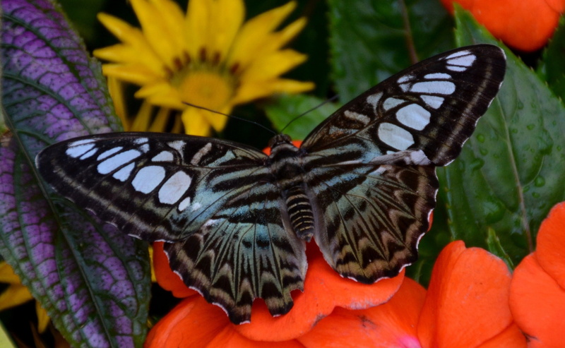 krohn, Ohio, clipper, mariposa, natural pattern, schmetterling, animal wildlife, photographyforrecreation, hamilton, pollination, animals in the wild, fragility