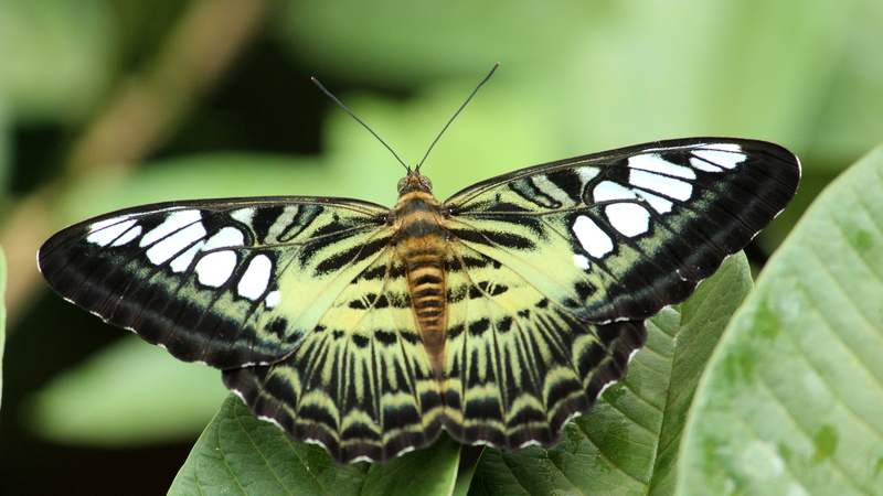 no people, beautiful, relax, green, animal, animal themes, relaxation, insect, animal wing, flower, rest, wing, animal wildlife, paradise, nature, butterfly - insect