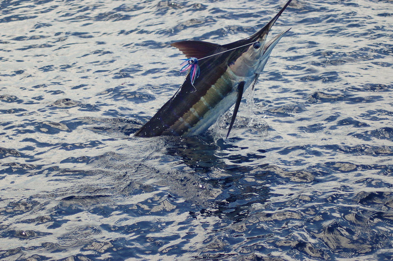 blue, marlin, ocean, image, sport, fish, 1080P, fishes, bass, battle, fishing, gallery, sea