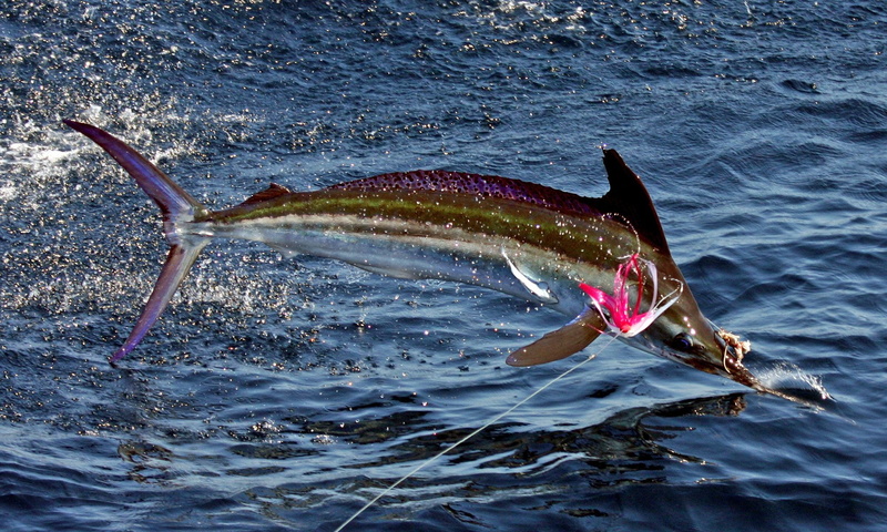 battle, sea, fishing, fishes, fish, Sport, Marlin, water, 1080P, ocean