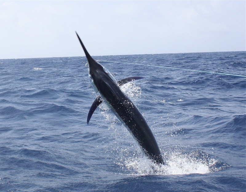 battle, fishing, sport, marlin, sea, 720P, ocean, fish, fishes, water