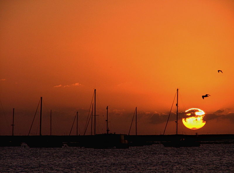 brown, tranquil scene, silhouette, bird, sailing, scenics - nature, beauty in nature, sun, sky, 1080P, orange color, nautical vessel, black, birds, sunlight