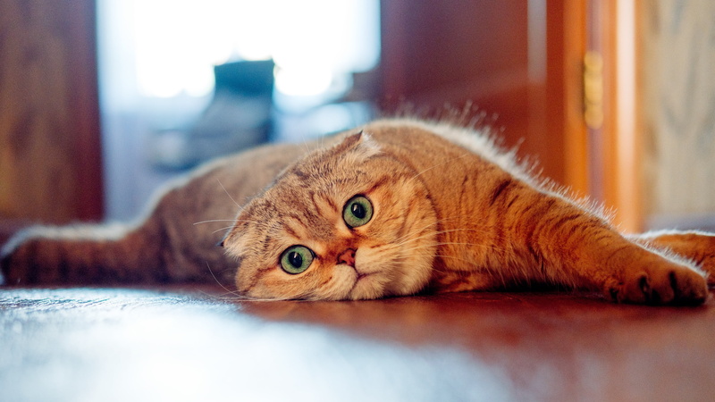 close-up, flooring, muzzle, ginger cat, vertebrate, look, domestic cat, domestic, animal eye, portrait, no people, lying down, relaxation, pets, feline