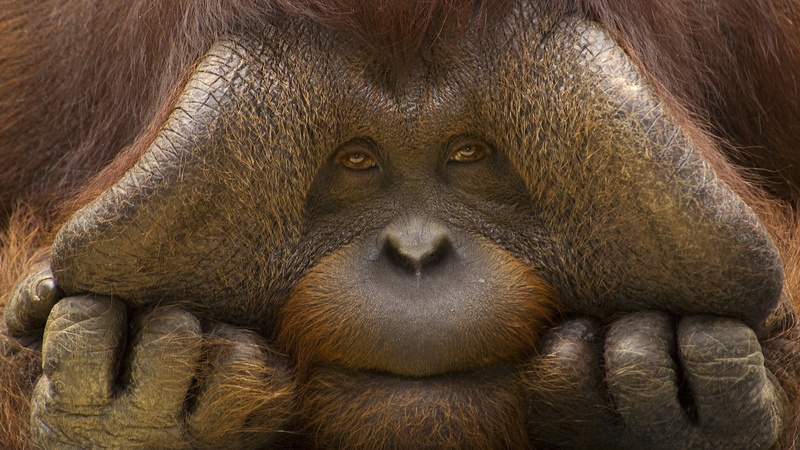nature, primate, animal, extreme close-up, brown, animals, orangutans, close-up, rainforest, no people, muzzles, contemplation, 1080P, animal body part