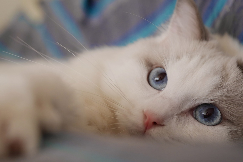 Ragdoll, 1080P, look, blue eyes, cat, muzzle