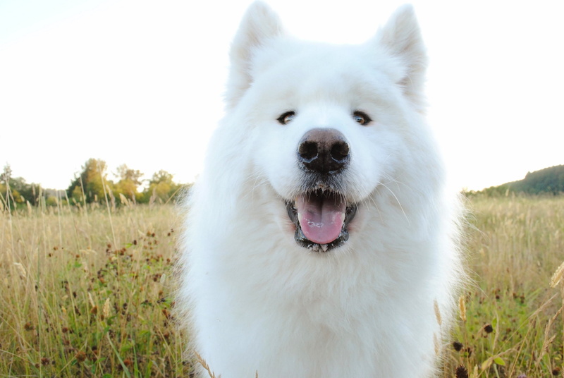 domestic, pomeranian, looking, mouth open, muzzle, plant, samoyed Dog, beauty In Nature, portrait, no people, animal head, canine, puppy, shepherd, friendship