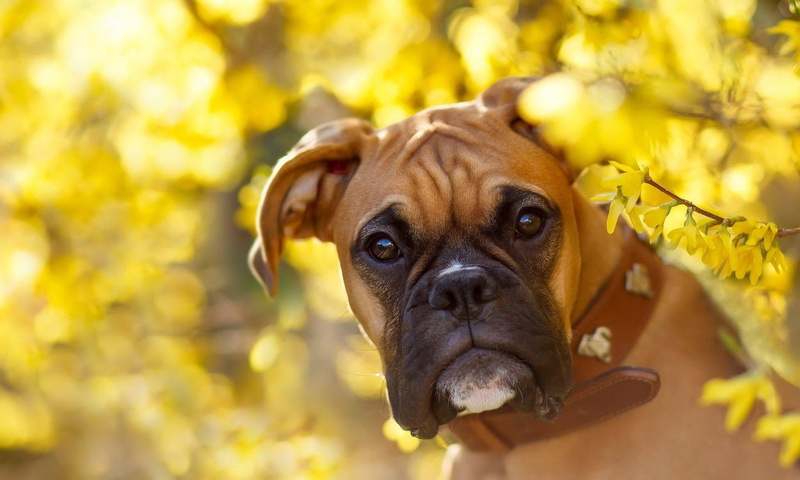 Flower, Yellow Flower, one animal, animal themes, sunlight, 1080P, autumn, Boxer (Dog), yellow, nature, domestic, animal body part, Boxer, small, animal head