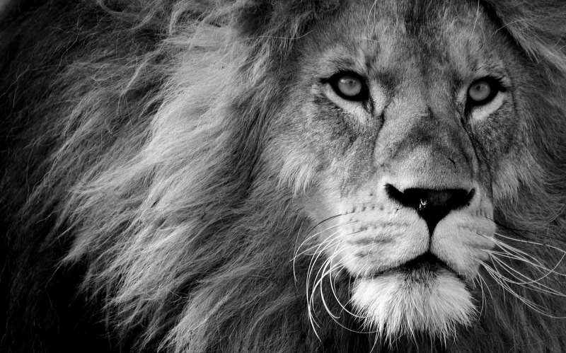 look, muzzle, face, 2K, a lion, Leo, sight