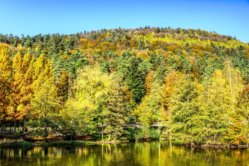 hdr, change, lake, emerge, idyllic, woodland, mirroring, autumn colours, autumn mood, coniferous tree, growth, fall color, water, trees, green color, autumn