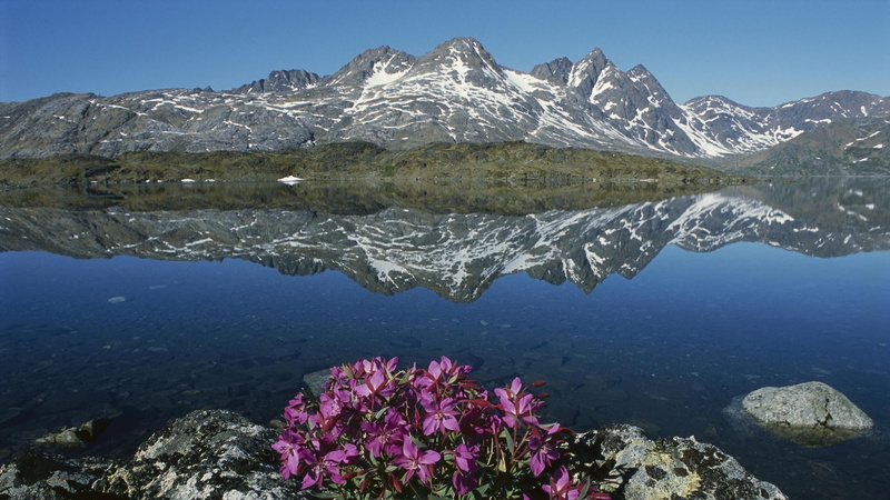 mountains, flowers, purple, sky, tranquility, scenics - nature, stones, day, 1080P, tranquil scene, no people, mountain, plant, idyllic, water, Greenland