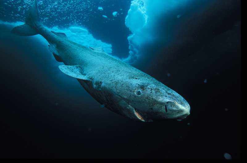 sea, animal wildlife, fish, no people, water, swimming, mammal, animals in the wild, underwater, one animal, sea life, animal, greenland shark 4k cool  for desktop