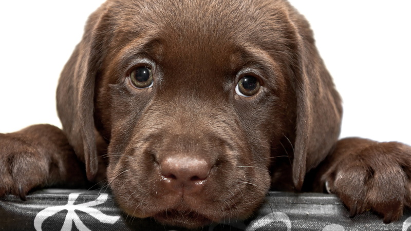 animal head, animal themes, retriever, young animal, 8K, domestic animals, no people, animal, brown, portrait, one animal, pets, indoors, dog, sad chesapeake bay retriever puppy dog face image