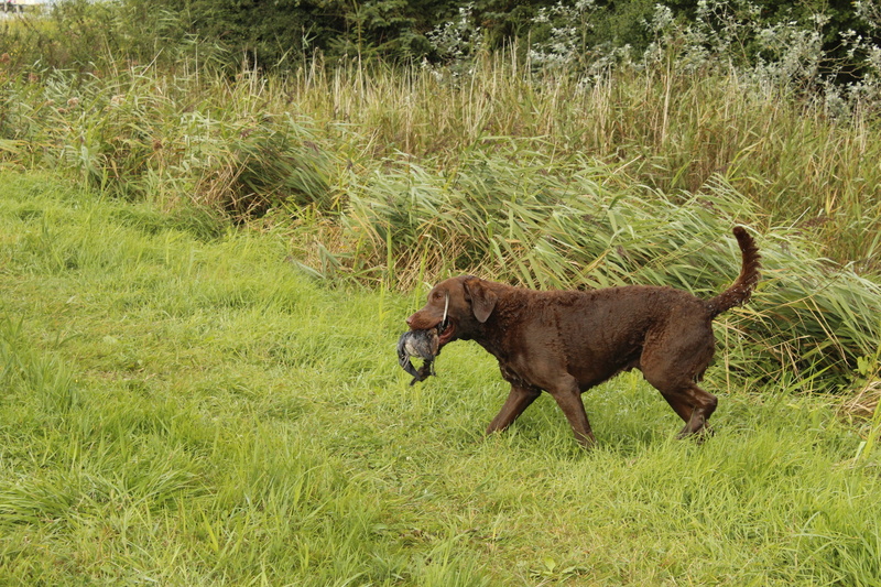 day, grass, domestic animals, domestic, retrieving, animal, herbivorous, chesapeake, land, growth, natural, nature, side view, bay, mammal, retriever, dog