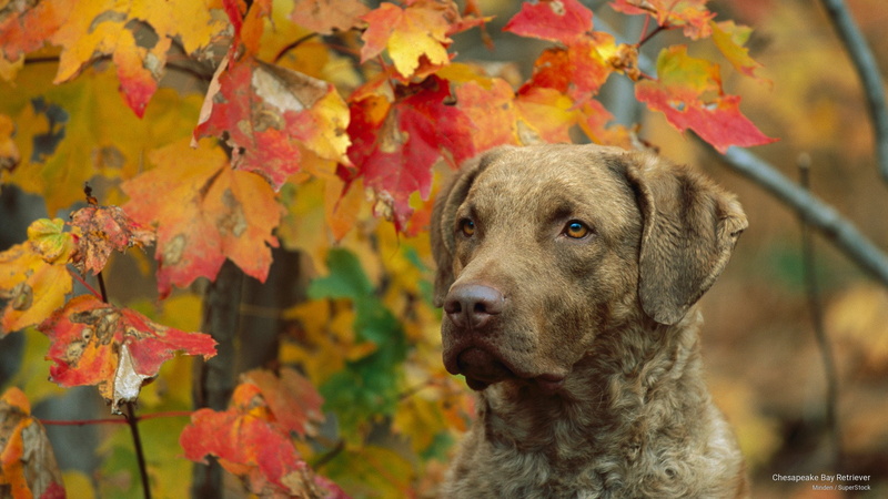 2K, Dogs, chesapeake, retriever, bay