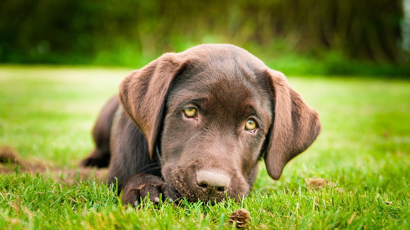 teenage couple, breed, pets, animal, domestic animals, purebred dog, animals, purebred, chesapeake bay retriever, pointer, nature, grass, relaxation, canine