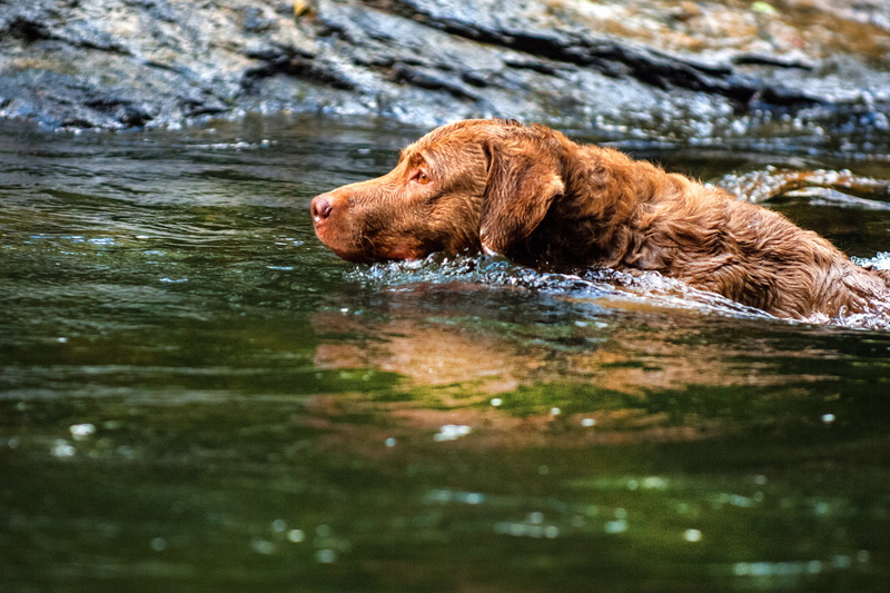 brown, chesapeake bay retriever, vertebrate, animal wildlife, photography, body, animal, waterfront, lapse, animals in the wild, retriever, water, day
