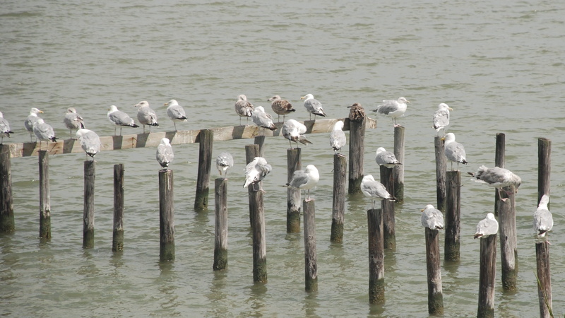 animal themes, wooden post, bird, animals in the wild, group of animals, no people, bay, water, animal, nature, birds, vertebrate, wildlife, tangier island