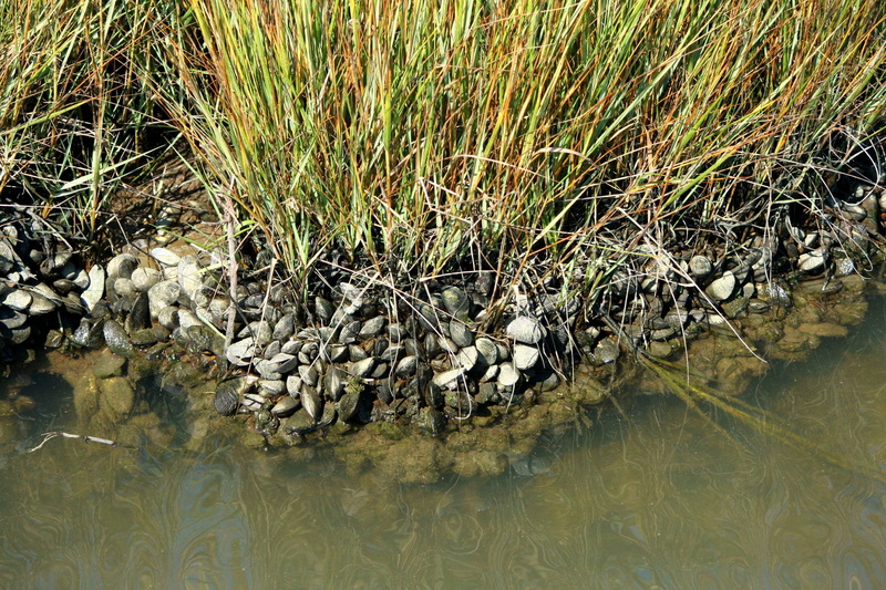 growth, 2K, plant, animal wildlife, mollusk, rock, lake, nature, shallow, mussels, no people, high angle view, low tide, oysters, solid, barnacles, animal