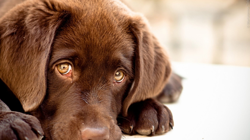 one animal, chesapeake bay retriever, no people, sporting dog, pets, canine, dog, animals, domestic animals, adorable, hunting dog, relaxation, close-up