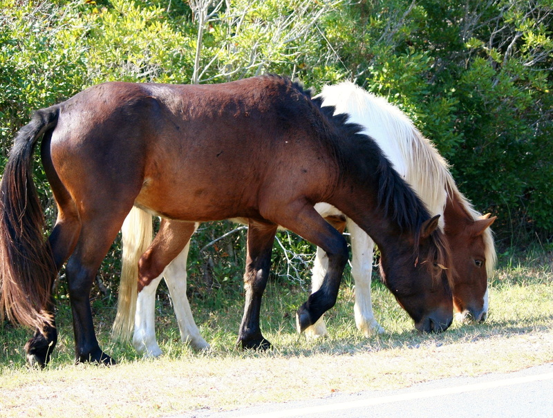 grass, chesapeake bay, white, grazing, animal themes, two, plant, mammal, brown, atlantic coast, near, bushes, wild ponies, wild horses, chincoteague, pets