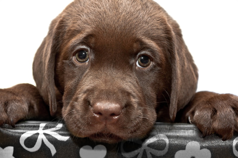 5K, Puppy, Brown, Chesapeake Bay Retriever, Cute, Animal, Baby Animal, Dogs