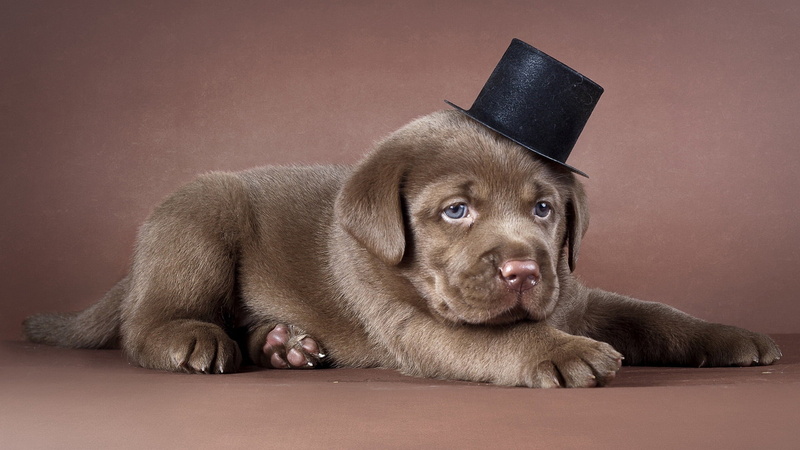 purebred, teenage couple, labrador retriever, brown, portrait, lying down, child, domestic, domestic animals, humor, sitting, one animal, mammal, young animal