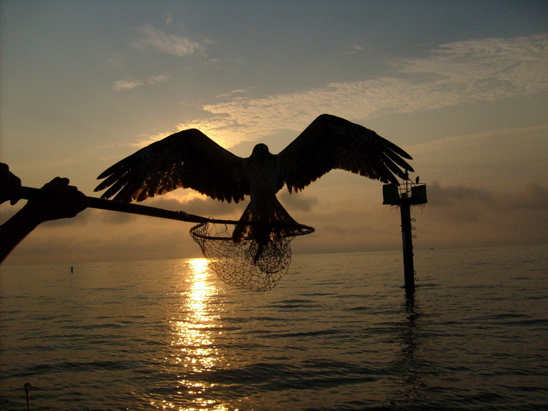 spread wings, sea, no people, silhouette, avian, scenics - nature, osprey, animal themes, chesapeake, one animal, bay, bird, animal, animals in the wild