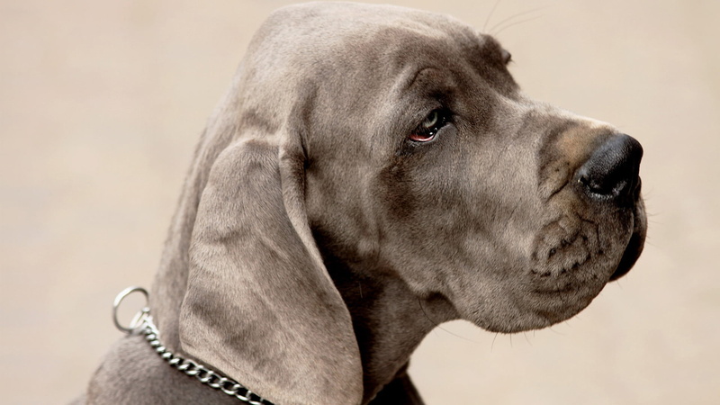 chesapeake bay retriever, no people, side view, 1080P, animal, sporting dog, weimaraner, retriever, animal head, focus on foreground, profile view, domestic