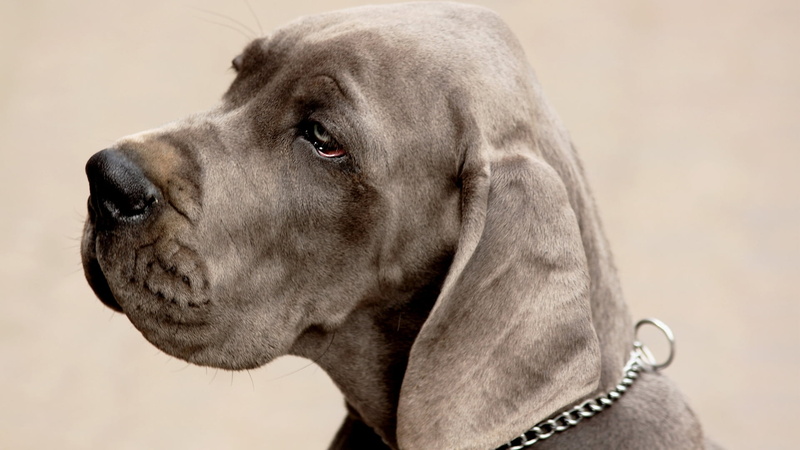 animals, animal nose, chesapeake bay retriever, focus on foreground, hound, 1080P, canine, animal themes, hunting dog, animal eye, mammal, close-up, domestic animals