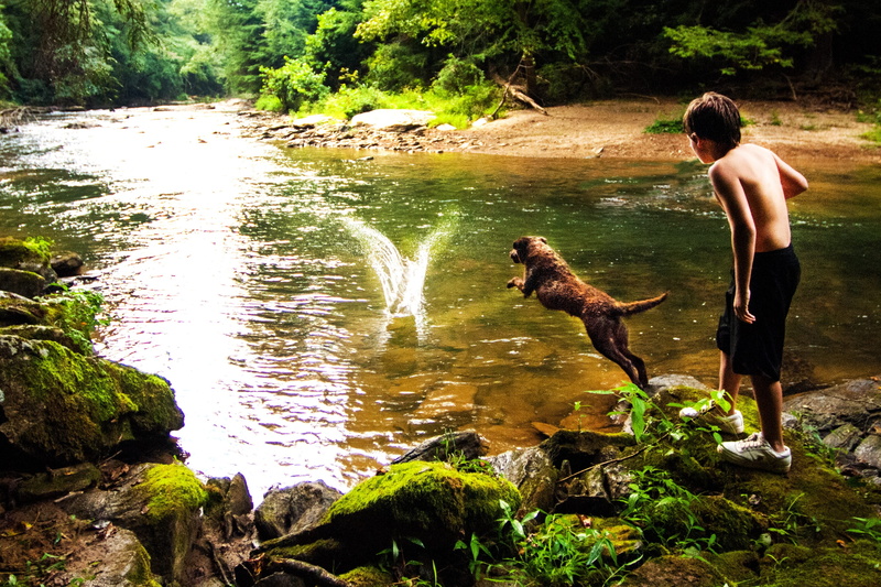 tree, pets, water, motion, beauty in nature, rear view, men, one person, nature, lifestyles, outdoors, kids, lake, real people, day, plant, chesapeake bay retriever