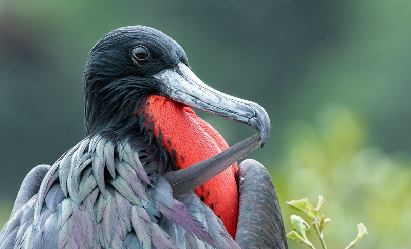 great frigate, frigate, birds, 1080P