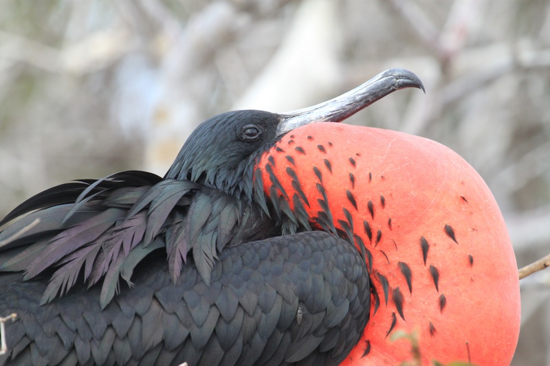 chest, no people, nature, perching, close-up, vertebrate, bird, animals in the wild, beauty in nature, focused, red, animal wildlife, one animal, day, side view