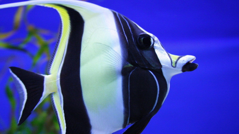 pennant coralfish, white, 1920x1080, 1080P, coralfish, animals, black, pennant, fish