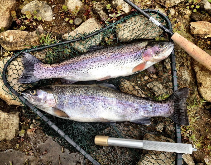 day, sport, seafood, catch of fish, fishing industry, directly above, rainbow, outdoors, vertebrate, food and drink, land, fishing, raw food, trout, wellbeing