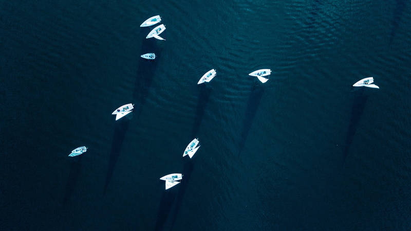 animal themes, 529 e gilbert dr, animal, nature, group of animals, animals in the wild, large group of animals, drone, daytime, seagull, marine, symbol