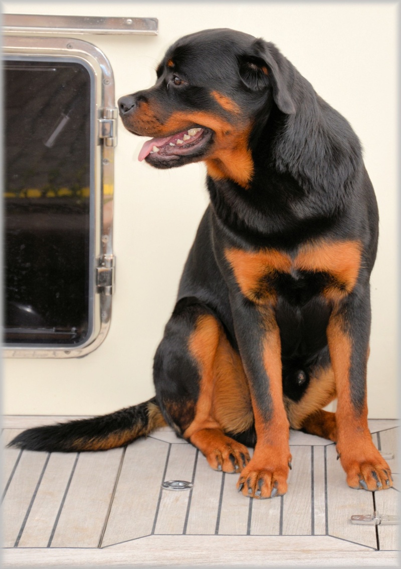 relaxation, ship, canine, domestic animals, fun, black color, happy, series, 1080P, pet, rottweiler, domestic, boat, indoors, vertebrate, mammal, close-up