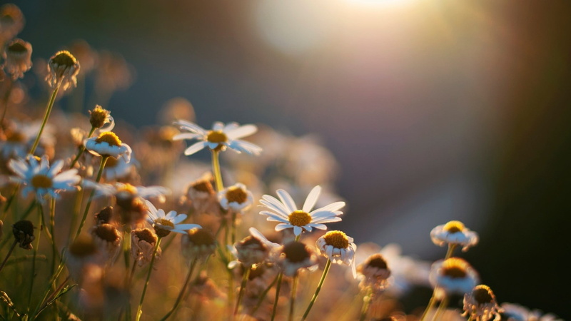 nature, outdoors, focus on foreground, lens flare, growth, close-up, sun, flower, fragility, blue, land, depth of field, white, plant, sunlight, 1080P