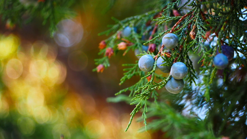 christmas, depth of field, ripe, hanging, food and drink, celebration, blue, selective focus, food, christmas ornament, fruits, outdoors, christmas tree