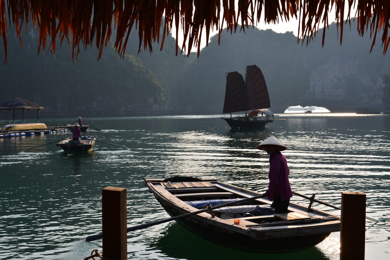 Cruise, nautical Vessel, 5K, tourism, man, day, travel Locations, tranquility, Travel, tree, water, mode of transportation, boat, rowing, transportation
