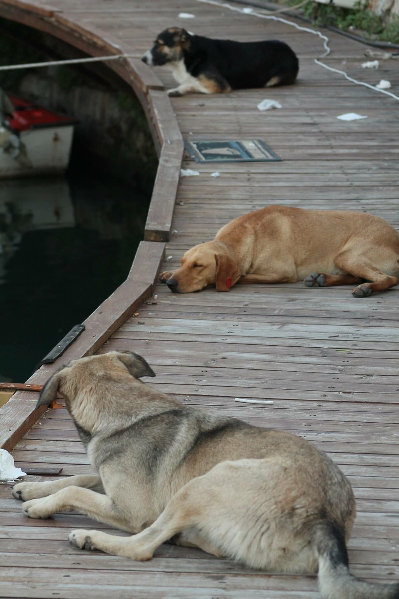 domestic animals, 1080P, kyrenia, whisker, animal themes, relaxation, group of animals, mammal, domestic cat, dog, dogs, no people, animal family, cat