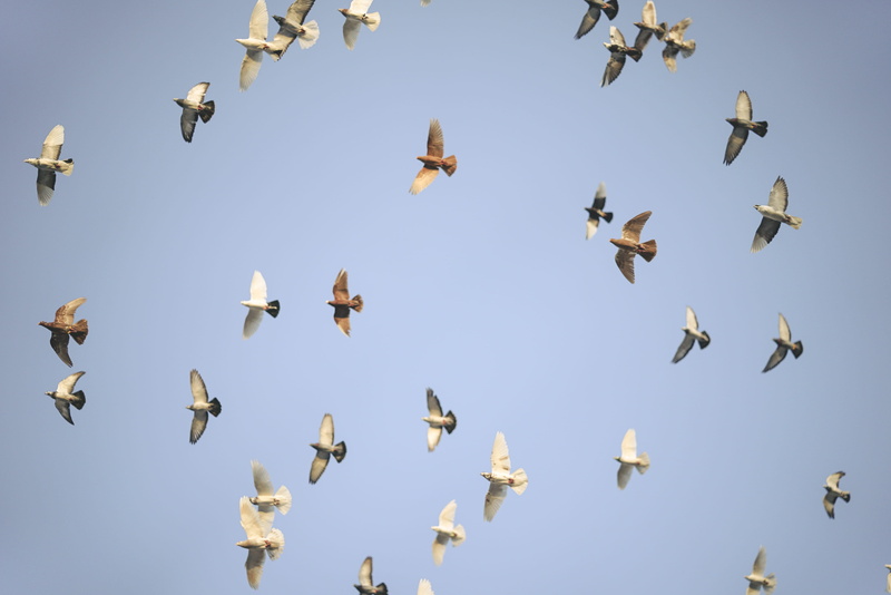 no people, flying, pigeon, group of animals, bird, flock of birds, aircraft, flock, airplane, wings, mid-air, clear sky, doves, blue, lekosa, birds, cyprus