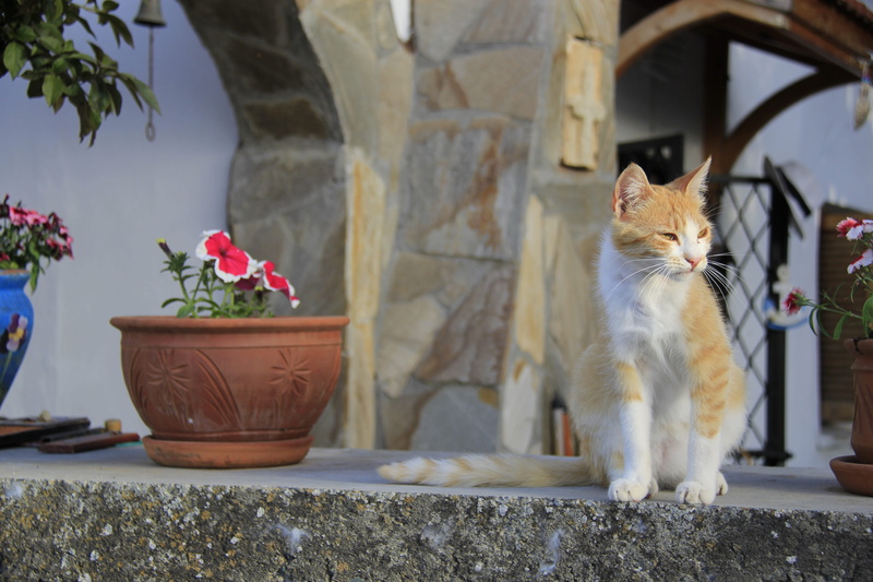sitting, domestic, cat, animal, potted plant, plant, flowering plant, feline, karaman village, pets, domestic animals, domestic cat, flower pot, whisker